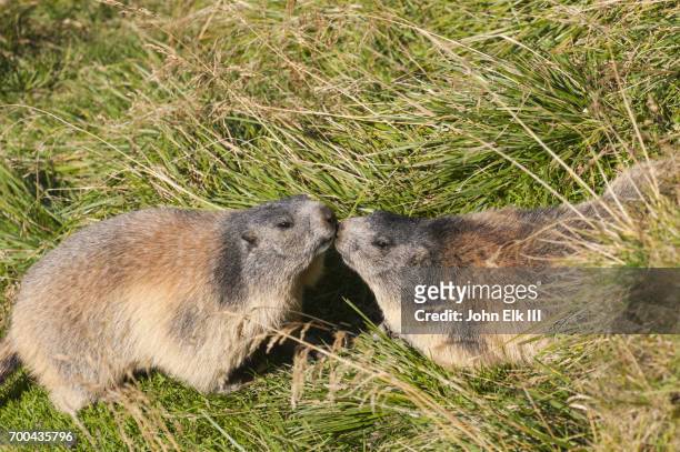 marmots kissing - funny groundhog stock pictures, royalty-free photos & images