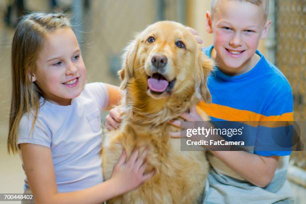 golden retriever - play on golden pound stock pictures, royalty-free photos & images