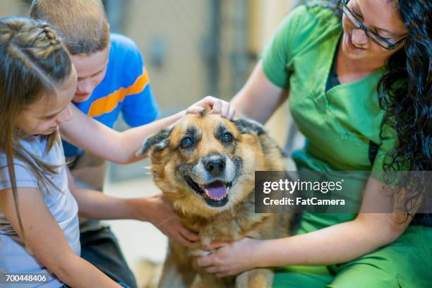 kuschelige hund - adoption eines haustiers stock-fotos und bilder