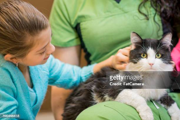 petting the cat - dog pound stock pictures, royalty-free photos & images