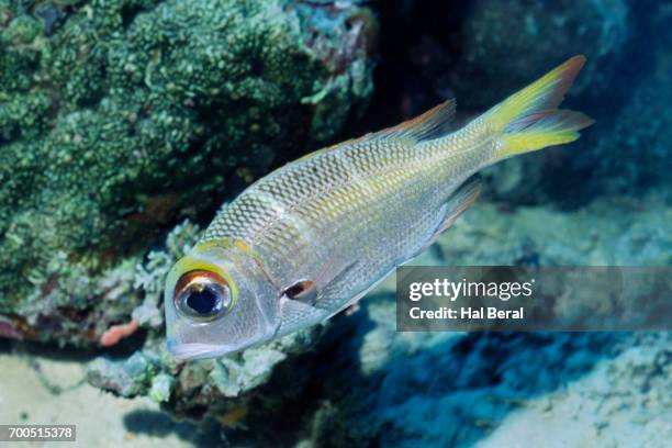 humpnose bigeye bream sub-adult - ヨコシマクロダイ ストックフォトと画像