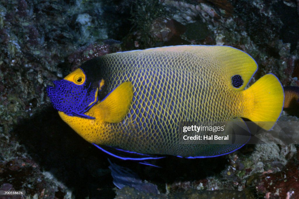 Yellow-Mask Angelfish