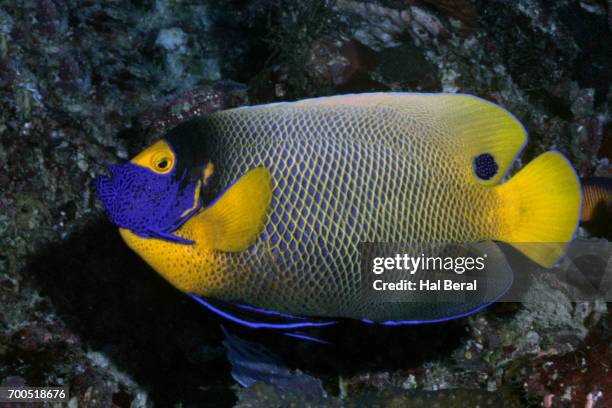 Yellow Anglet 434 Yellow Angelfish Stock Photos, High-Res Pictures, and Images ...
