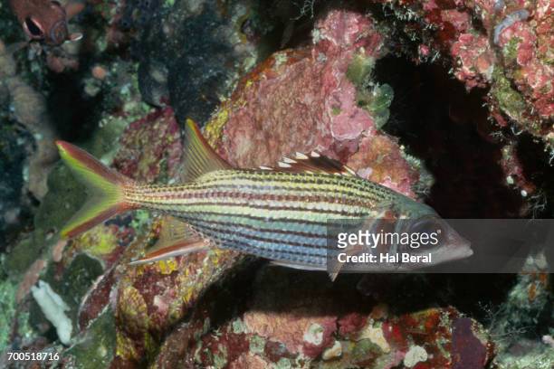 blalckfin squirrelfish - squirrel fish stock-fotos und bilder