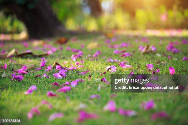 nature and backgrounds,the flowers on the floor are full. - tabebuia stock pictures, royalty-free photos & images