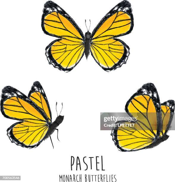pastel monarch butterflies - flower sketch stock illustrations