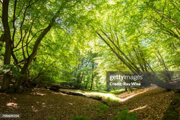 epping forest tree area with bright sunlight. - tree trunk wide angle stock pictures, royalty-free photos & images