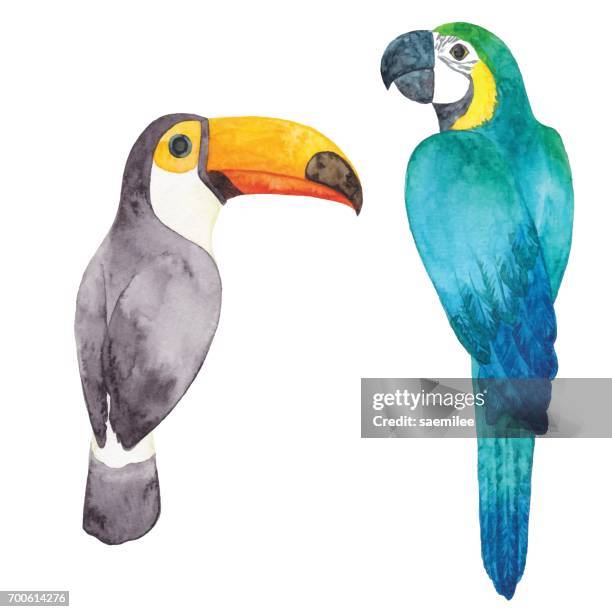 aquarell papagei und tukan - tropenvogel stock-grafiken, -clipart, -cartoons und -symbole