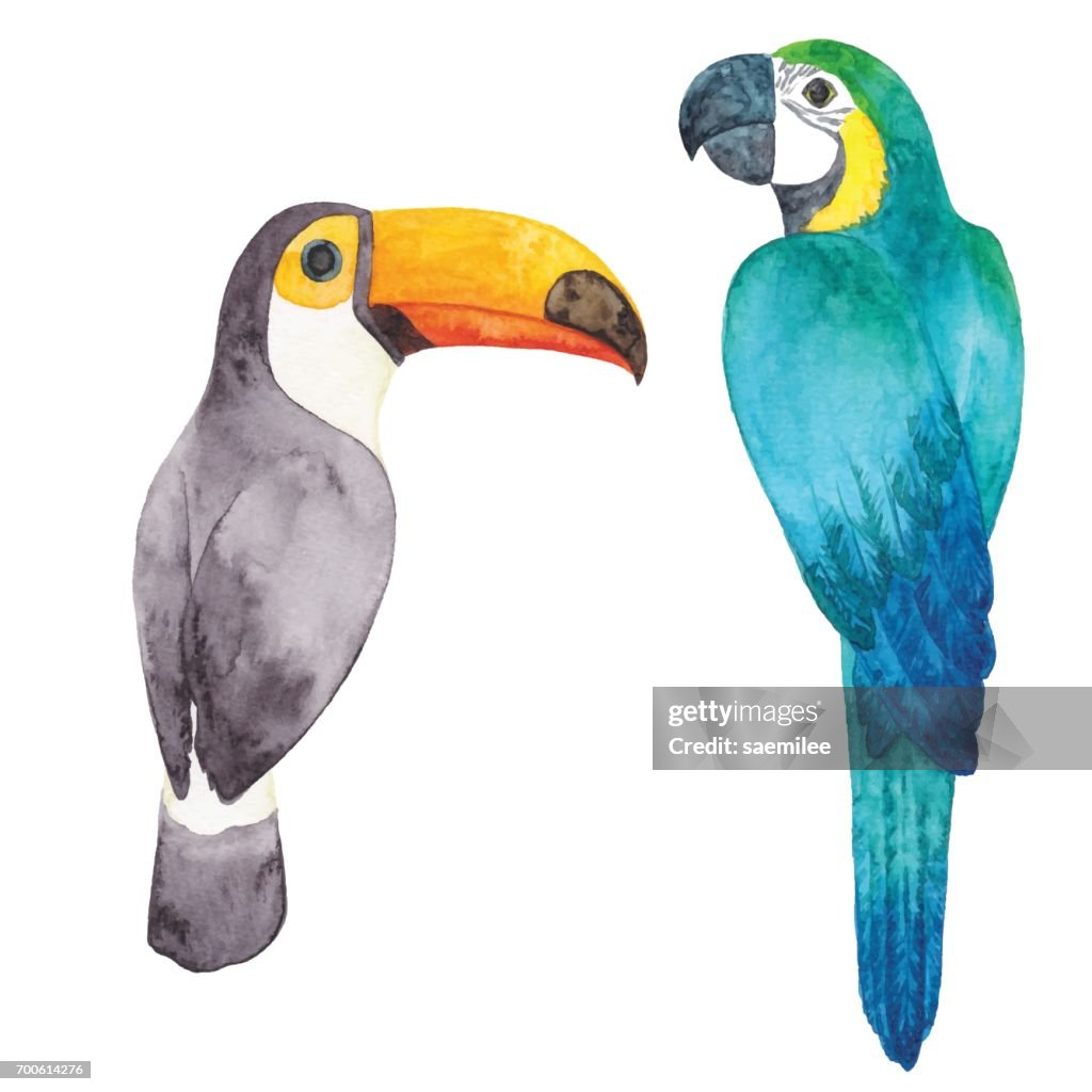 Tucán y el loro acuarela