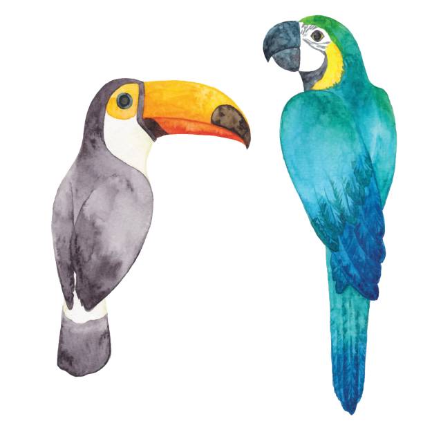 watercolor parrot and toucan - zoo art stock illustrations