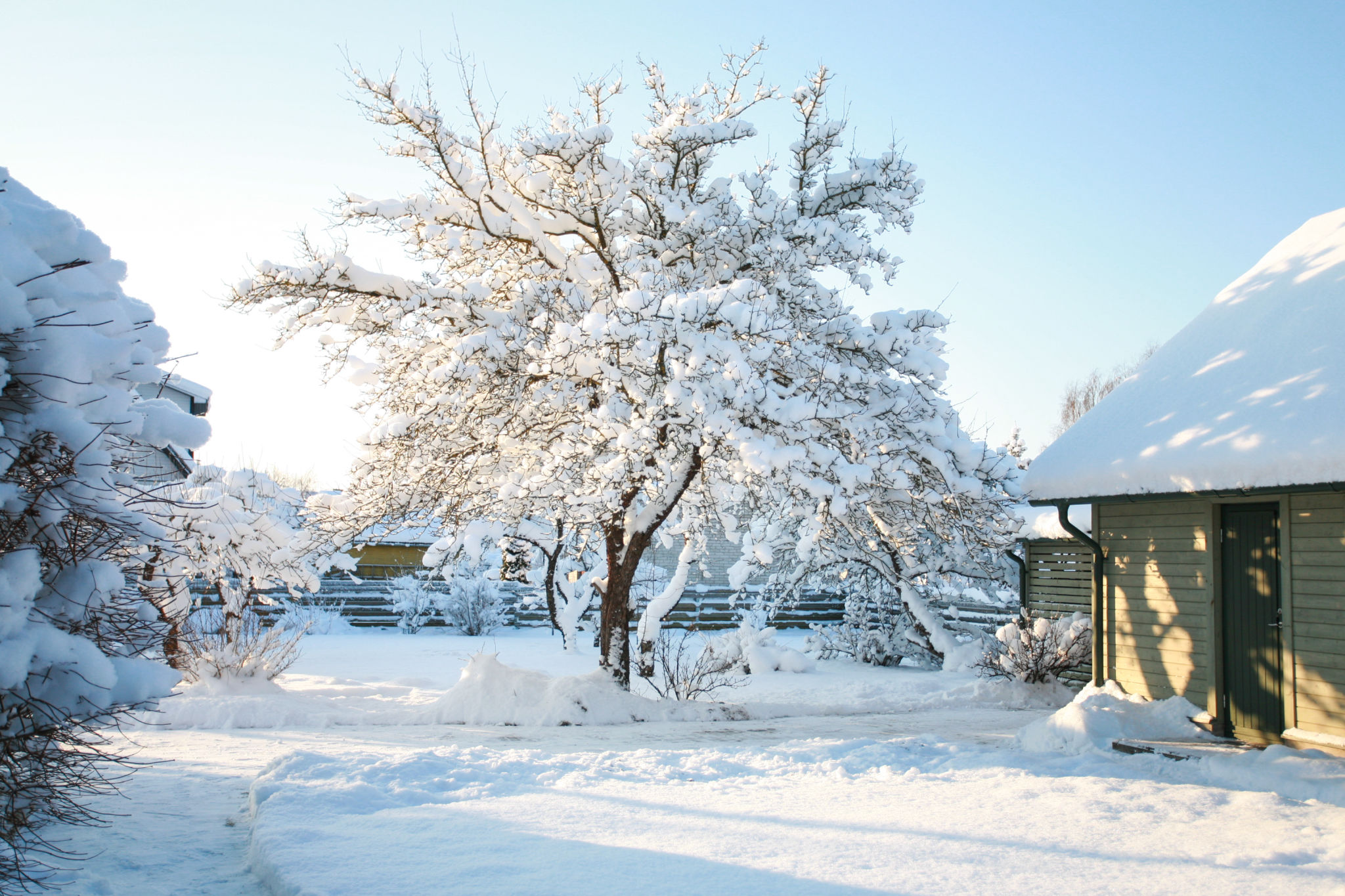 winter tree care
