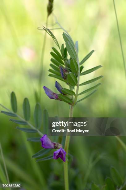 Vetch Alaska Common Vetch Photos and Premium High Res Pictures - Getty Images