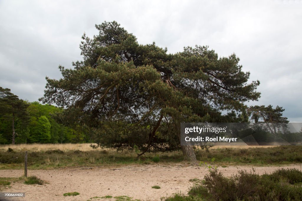 Crooked Scots pine on heathland.