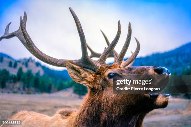 close-up portrait of bugling adult elk in banff national park, alberta, canada - bramar fotografías e imágenes de stock