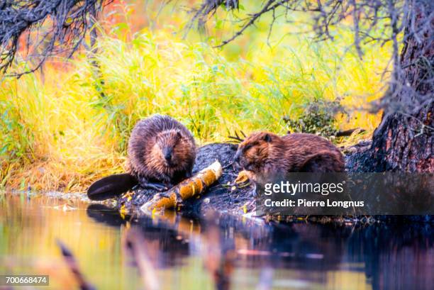 beaver couple building a dam, yukon, canada - beaver stock-fotos und bilder