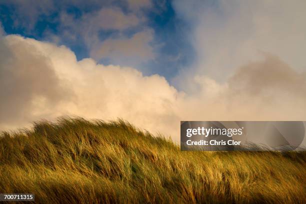 wind blowing tall green grass under clouds - tall stock pictures, royalty-free photos & images