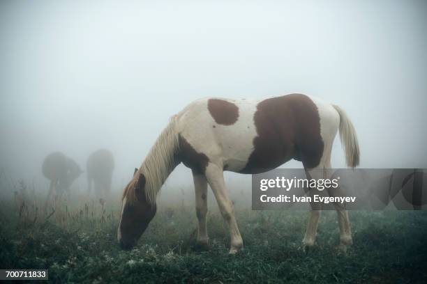 horse grazing in foggy pasture - simferopol stock pictures, royalty-free photos & images