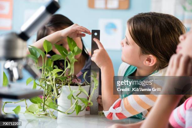 girls measuring growth of plant in classroom - plant stem stockfoto's en -beelden