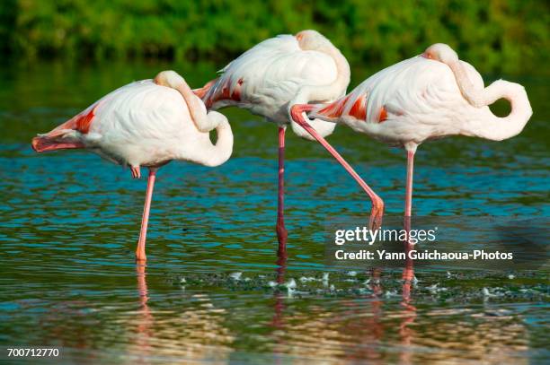 geater flamingos, phoenicopterus ruber,camargue, france - gard photos et images de collection