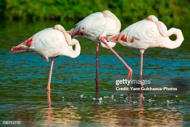 geater flamingos, phoenicopterus ruber,camargue, france - gard stock pictures, royalty-free photos & images