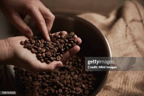 a coffee shop. a person holding a handful of fresh roasted coffee beans. - 焙煎 ストックフォトと画像