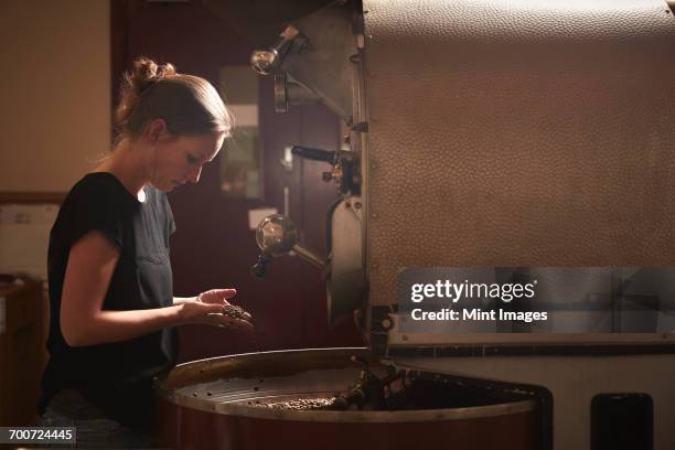 a woman testing a handful of roasted coffee beans. - 焙煎 ストックフォトと画像