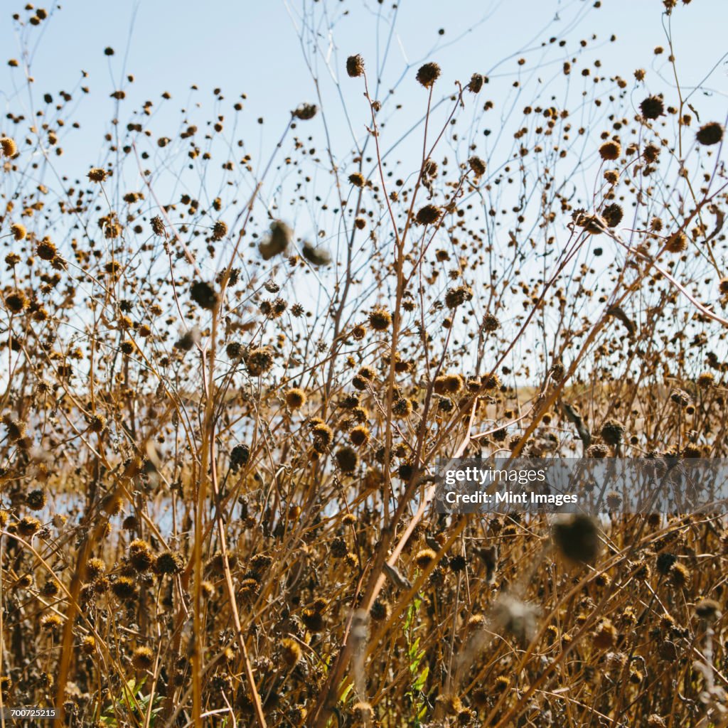 Dried Wildflowers And Bramble In Fall High-Res Stock Photo - Getty Images