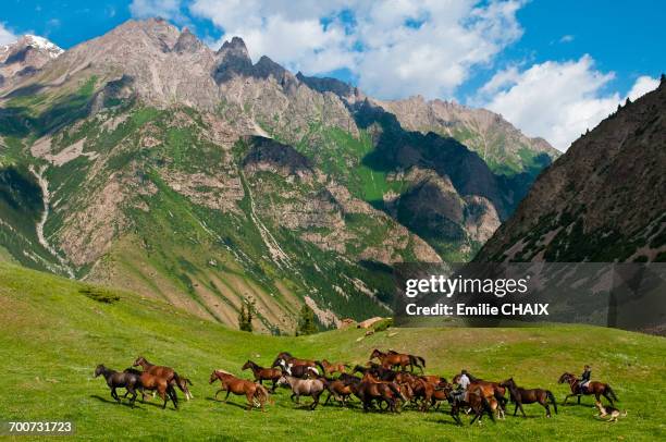 central asia, kyrgyzstan, issyk kul province (ysyk-k_l), juuku valley, the shepherd gengibek makanbietov leads his 24 horses in the mountains pasture - club nomadic ストックフォトと画像