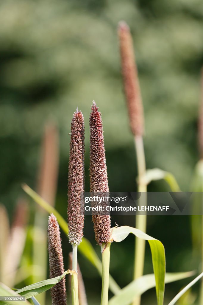 France, Paris. Vincennes. Bois de Vincennes. La Ferme de Paris. Organic agriculture and farming educational farm. Closeup of organic millet.