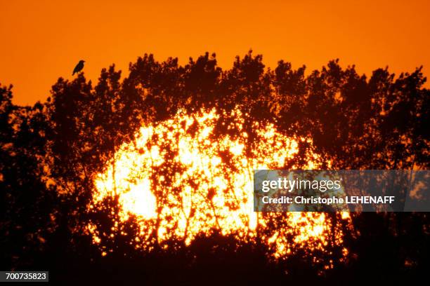 france, seine et marne. provins area. sunset in august behind the trees. bird on top of a branch. - astronomy bird stock-fotos und bilder