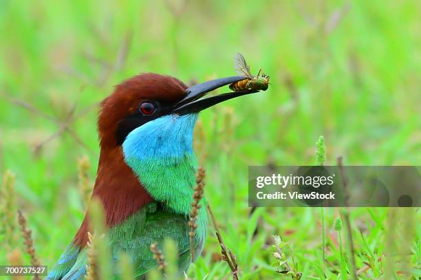 merops viridis - merops viridis viridis stock pictures, royalty-free photos & images