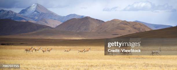 the tibetan antelope - bushbuck fotografías e imágenes de stock