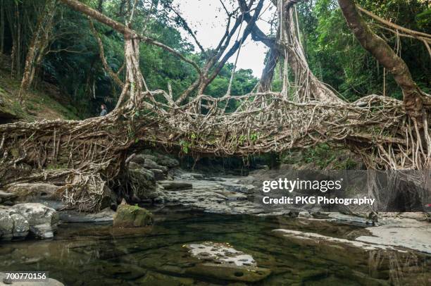 the famous root bridge of meghalaya, india - indischer subkontinent abstammung stock-fotos und bilder