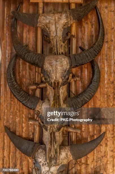 skulls of mithun(hybrid of yak and cow) a wild animal in front of house entrance - nagaland stock pictures, royalty-free photos & images