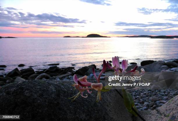 honeysuckle at the sunset near the sea - honeysuckle stock pictures, royalty-free photos & images