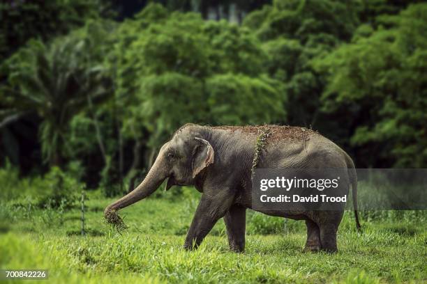 a wild elephant in thailand - kao sok national park fotografías e imágenes de stock