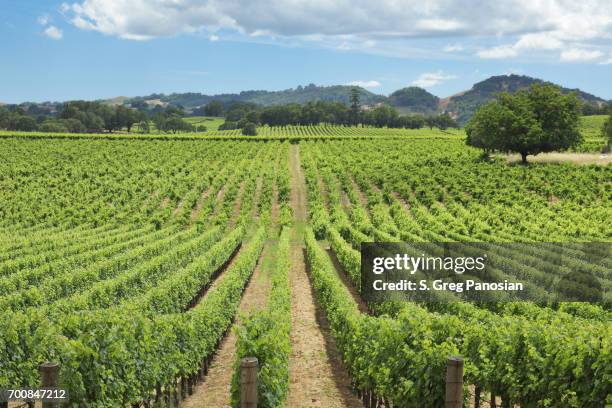 vineyard landscape - summer - sonoma valley stock pictures, royalty-free photos & images