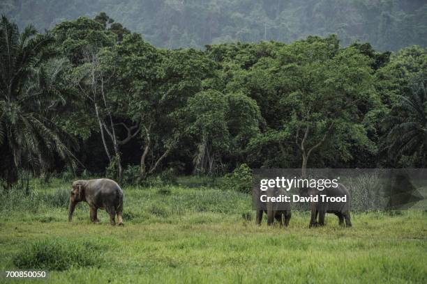 wild elephants in thailand - parc national de kao sok photos et images de collection