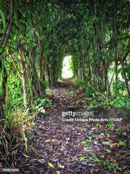 Archal Tree 336 Arch Trees Stock Photos, High-Res Pictures, and Images - Getty Images