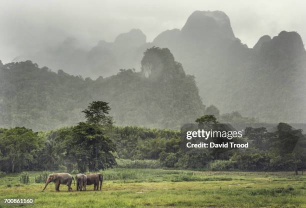 wild elephants in thailand - kao sok national park fotografías e imágenes de stock