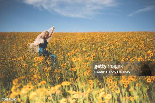 flower field beauty - hershey pennsylvania stock pictures, royalty-free photos & images