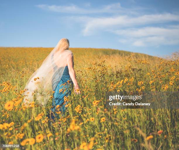 flower field beauty - hershey pennsylvania stock pictures, royalty-free photos & images