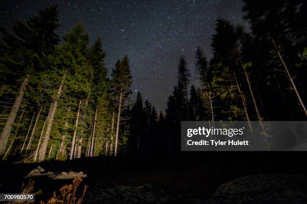 dark sky forest and stars on mt. hood and light 1 - mt hood national forest - fotografias e filmes do acervo