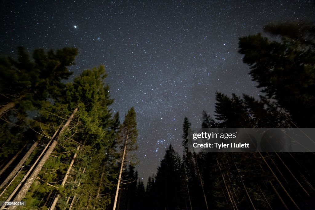 Dark sky forest and stars on Mt. Hood and light 2