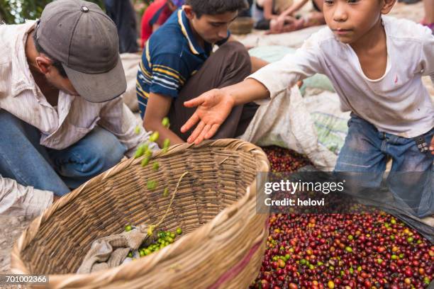 selecting raw coffee beans - trabalho infantil imagens e fotografias de stock