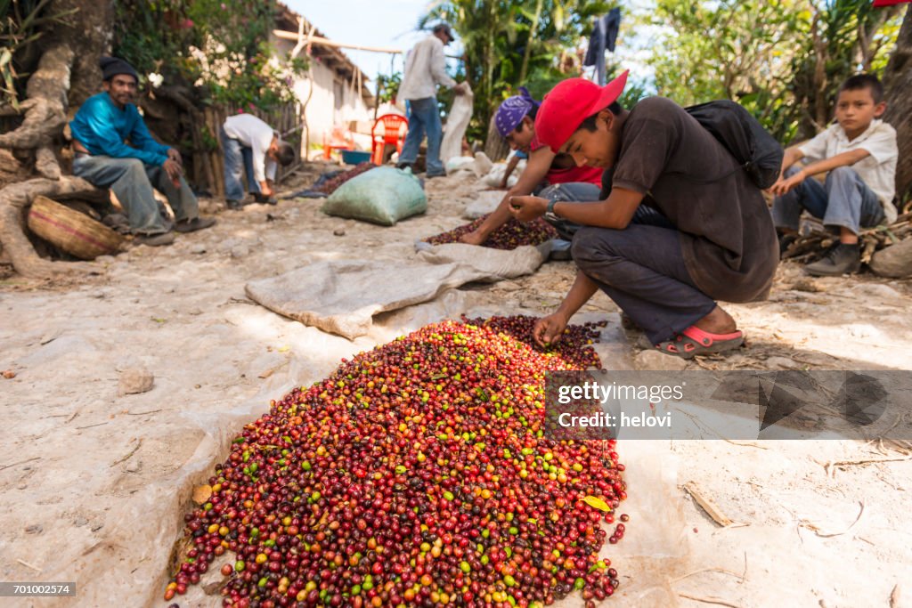 Selecting raw coffee beans