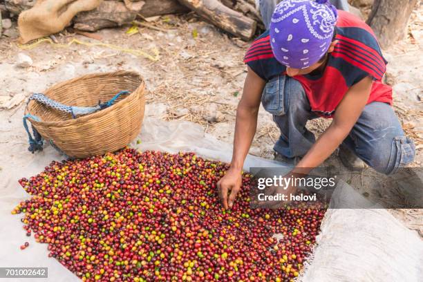 コーヒー生豆の選択 - el salvador ストックフォトと画像