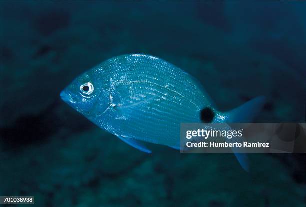 spottail pinfish. - pinfish stock pictures, royalty-free photos & images