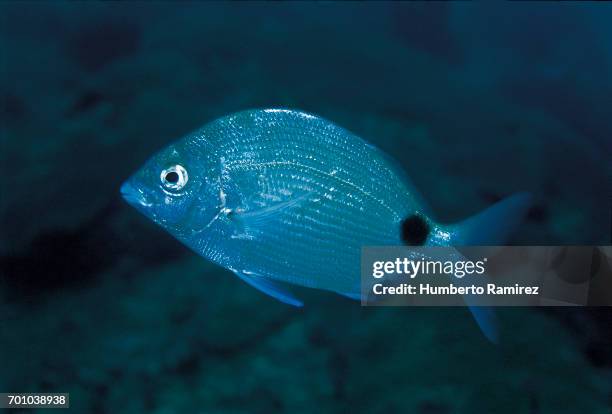 spottail pinfish. - sparidae stock pictures, royalty-free photos & images