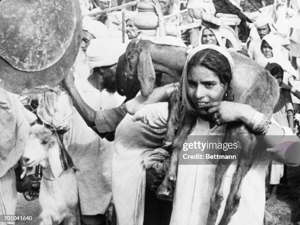 An Indian girl, one of the many thousands of Muslims heading for the Indian free state of Pakistan. Carries a goat as the refugees proceed on the...